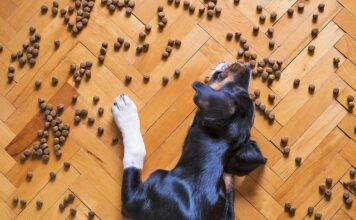 Co warto wiedzieć o karmie bez zbóż dla psa