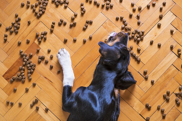 Co warto wiedzieć o karmie bez zbóż dla psa