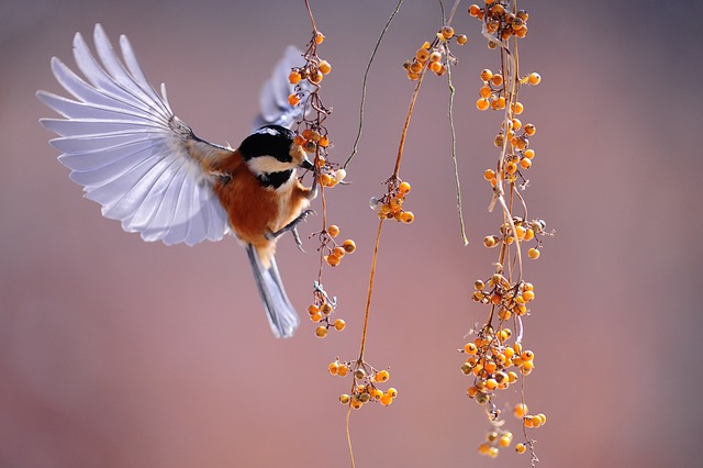 Czy ptaki można karmić pestkami dyni?