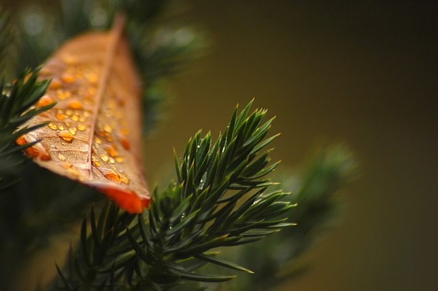 Od czego usychają tuje? Od czego usychają tuje?