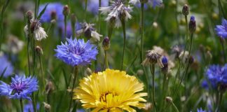 Czy właściciel spółki zoo odpowiada swoim majątkiem?