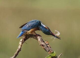 Jak odróżnić samca od samicy krewetki?