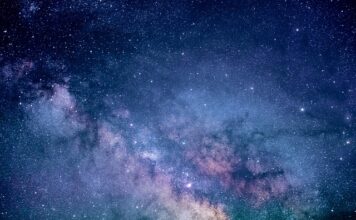 Ile kosztuje badanie wzroku u psa?