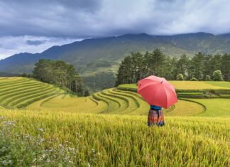 Czy kasza jaglana nadaje się dla ptaków?