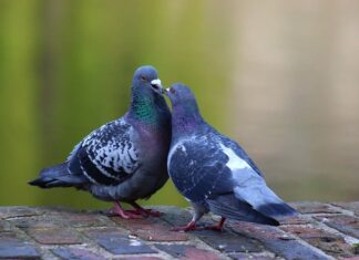 Czym nie wolno karmić gołębi?