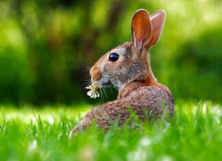 Jak rozpoznać płeć królika po zachowaniu?