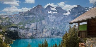 Czy psy ze schroniska są za darmo?