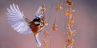 Czym nie wolno karmić ptaków?