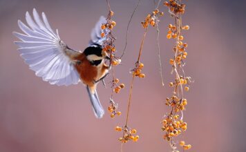 Czym nie wolno karmić ptaków? Czym nie wolno karmić ptaków?