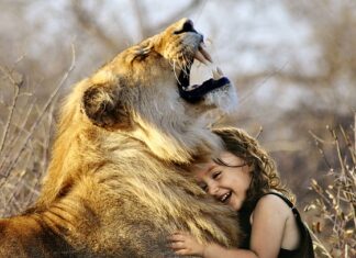 Co lepsze Sylit czy Miedzian? Co lepsze Sylit czy Miedzian?