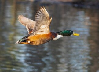 Jak pomieścić rzeczy w małej kuchni?