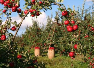 Co zrobić żeby jabłoń Owocowała?